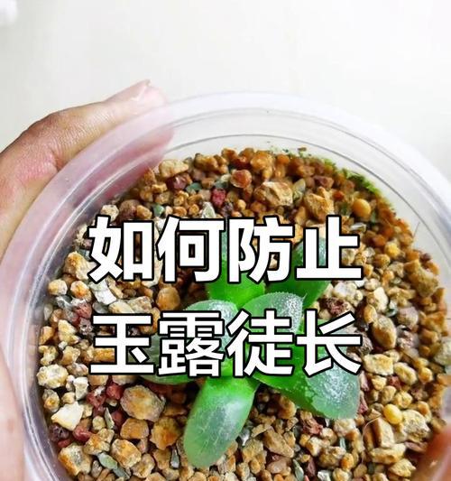 多肉玉露的最佳浇水方式（掌握多肉玉露浇水的关键技巧，让你的植物茁壮成长）