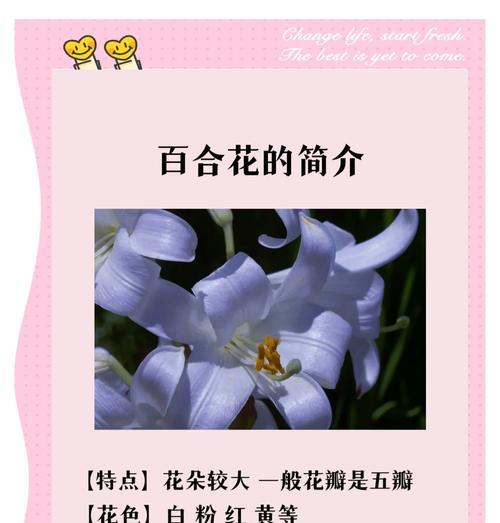 百合花开花时间和条件剖析（探秘百合花开花机制和花期调节）