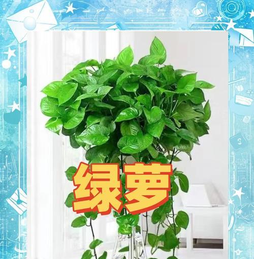 夏季绿萝养护宝典（打造绿意盎然的夏日居室）