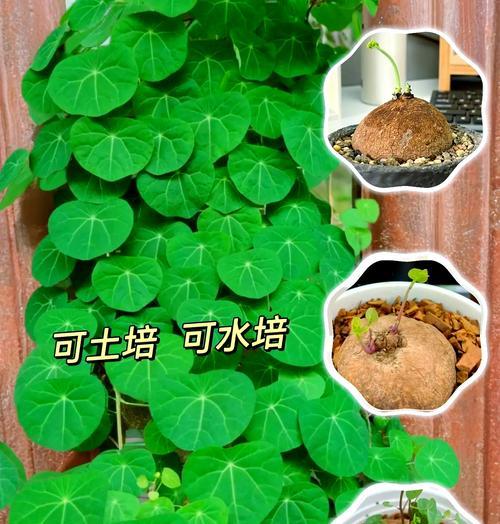以山乌龟怎么种植？（探索山乌龟种植的方法和技巧）