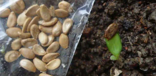 葫芦种子的种植方法（从选种到收成，轻松打造丰收园地）