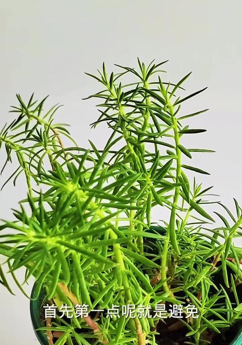 以太阳花的养殖方法及技巧（打造丰盛的太阳花花坛，快乐享受种植的乐趣）