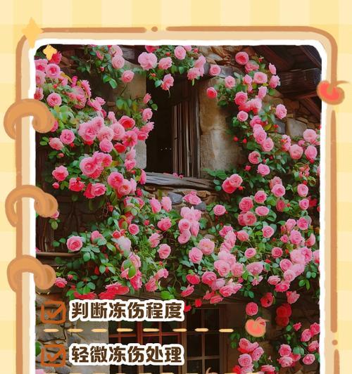 拯救打蔫的花——以新换花土的正确方法（解决花朵枯萎的有效措施与注意事项）