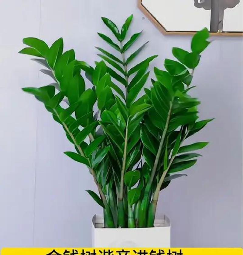 摇钱树种植技巧（种植摇钱树需要注意的关键要素和技巧）