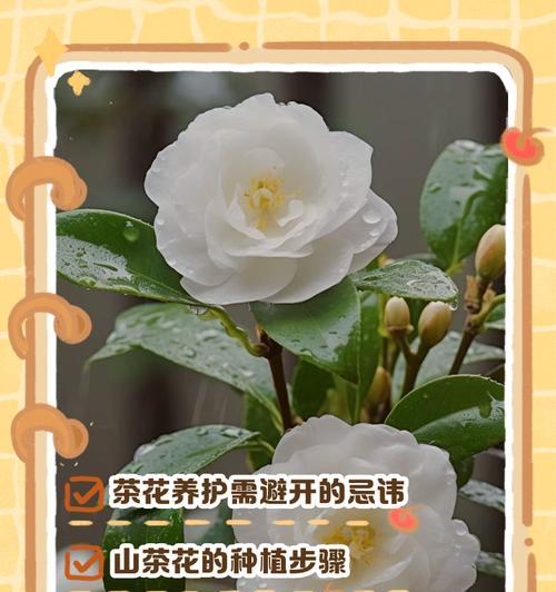 茶花苗种植的全过程（从茶花苗的选择到细心培育，一步步打造美丽花园）