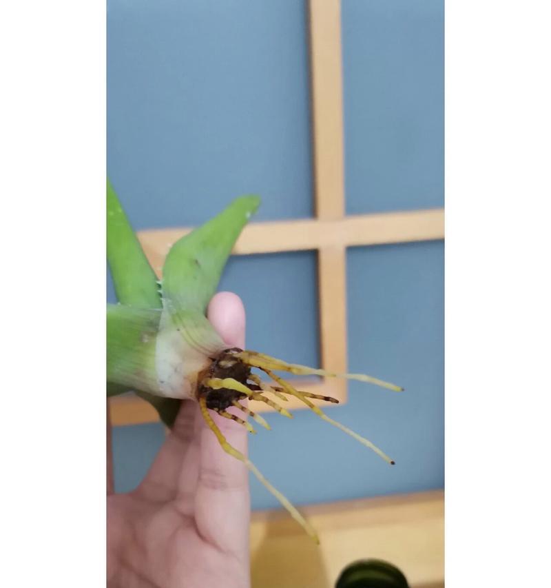 芦荟换盆（一步步教你给大棵芦荟换盆，让它继续茁壮成长）