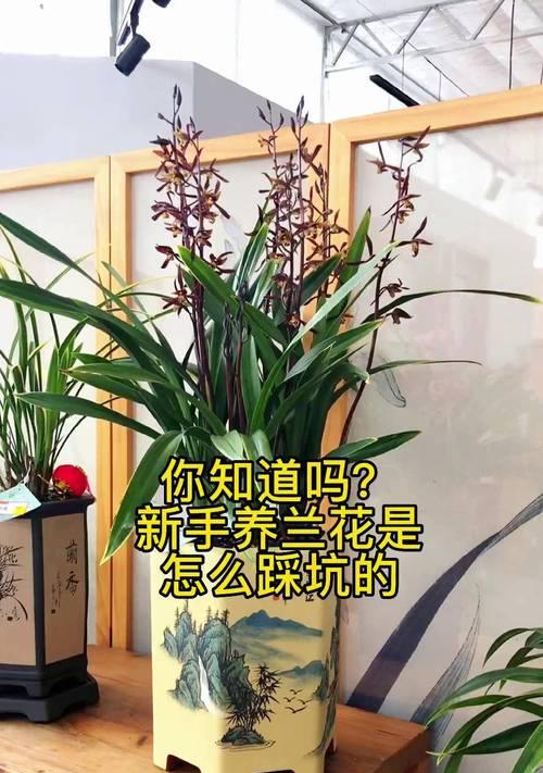 紫罗兰花的养护指南（学会正确的方法与技巧，让你的紫罗兰花茁壮成长）