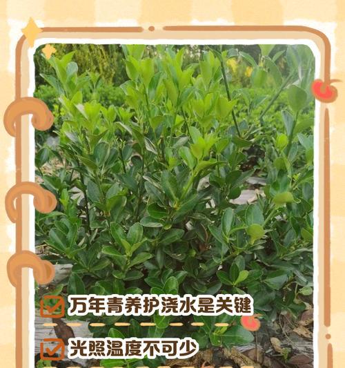 如何养护万年青开花（掌握关键技巧，让万年青绽放芬芳）