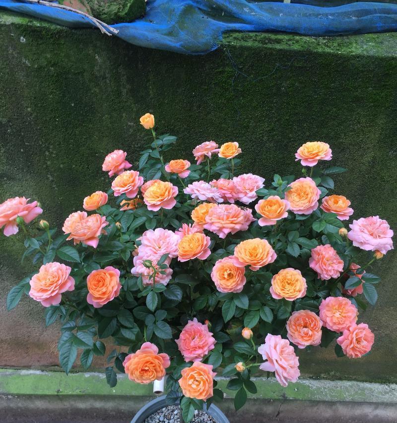 15种适合各种气候环境的花卉（15种适合各种气候环境的花卉）