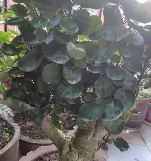 福禄桐养殖方法（一叶一枝一福禄，如何打造枝繁叶茂的福禄桐？）