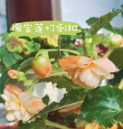 如何种植海棠花？（海棠花种植方法和注意事项）
