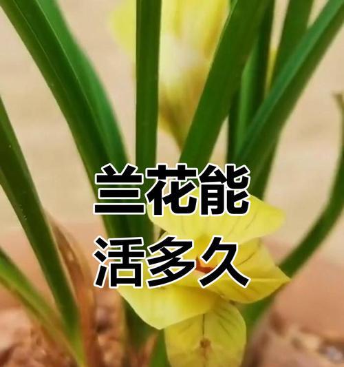 玉兰花的繁殖与培育技巧（掌握玉兰花的繁殖方法，轻松打造花园美景）