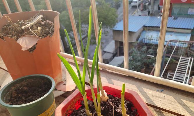 百香果种子种植指南（从种子到果实，教你成功种植百香果）