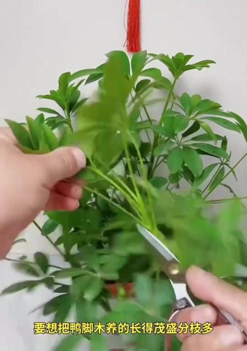 鸭脚木修剪指南（打造健康美丽的鸭脚木）