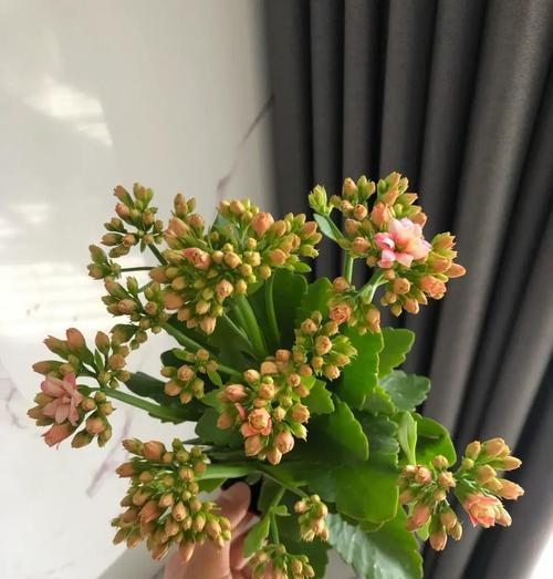 花草施肥技巧大全（让你的花朵茁壮成长的施肥秘籍）