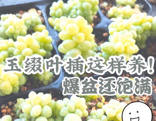 多肉植物发芽的六种最快方法（掌握关键技巧，让多肉迅速发芽茁壮成长）