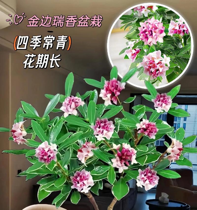 如何培养瑞香花开花更多（打造绚丽花海，关键在养护）