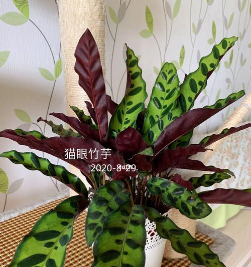 猫眼竹芋的翻盆技巧与注意事项（打造健康繁茂的猫眼竹芋，从正确翻盆开始）