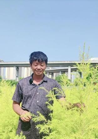 黄金香柳的耐寒性及适应温度（冬季怕冻？看看黄金香柳怎么说！）