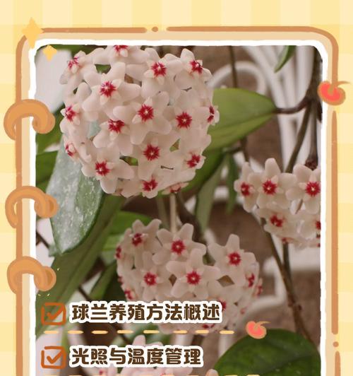 如何正确养护以球兰，让其长得更加茂盛（关键步骤、养护技巧以及注意事项一一助你成功栽培以球兰）