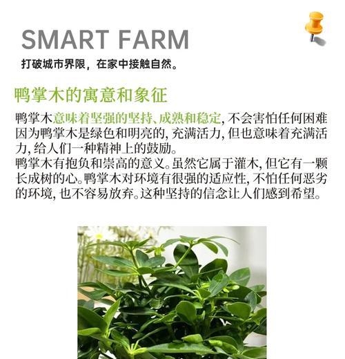 北方冬天御寒的绝佳材料——鹅掌木（鹅掌木的特点与使用技巧）