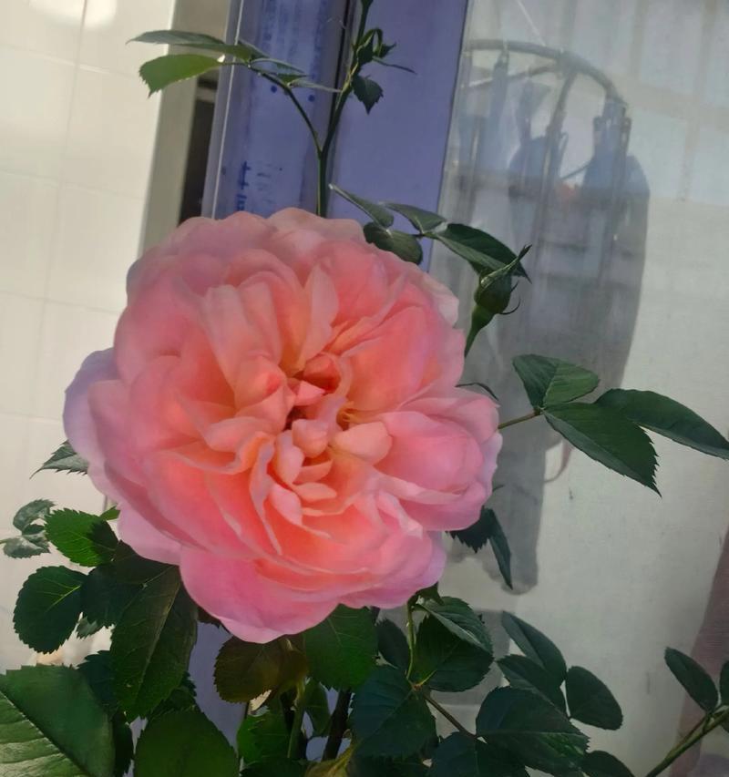 月季开花时间不一致的原因及剪花技巧（探究月季开花时间不一致的原因，并提供相应的剪花技巧）