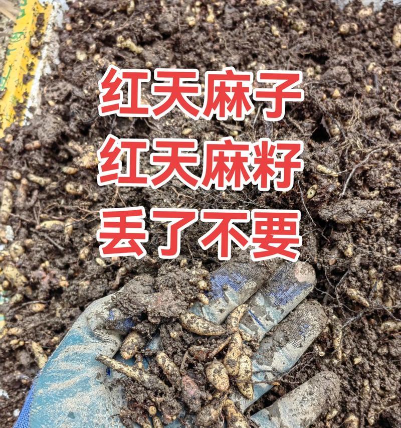 如何修剪红籽以获得美观的效果（关键技巧和步骤让你的红籽焕发新生）