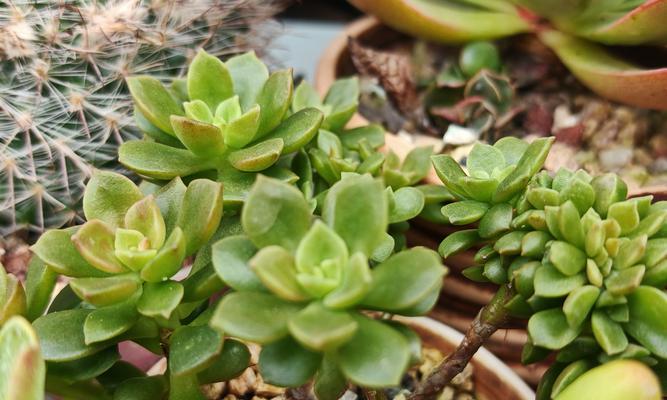 多肉植物品种大全（了解各类多肉植物，从容打造独特的绿色空间）