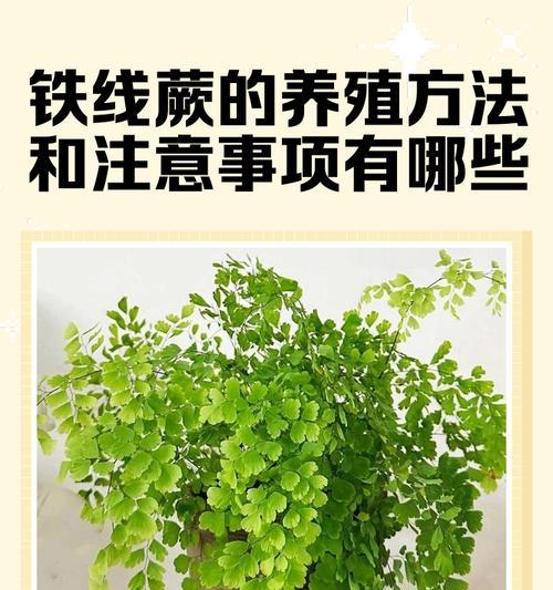 如何正确地给螺纹铁植物过冬（关键步骤和技巧让螺纹铁植物健康度过寒冷的季节）
