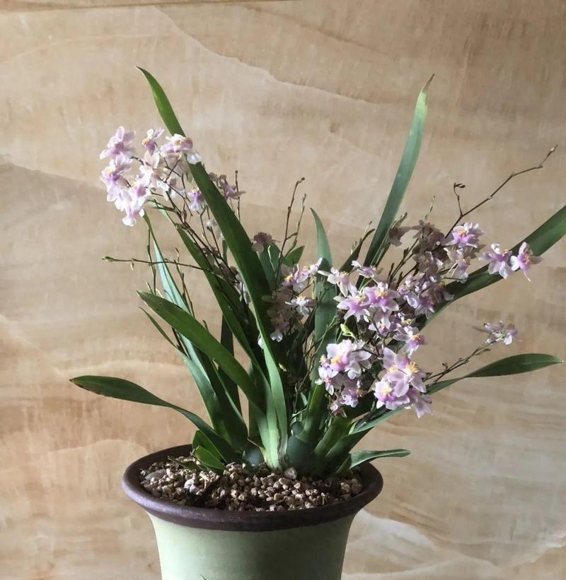 文心兰花的养护要点（打造盛开如意的文心兰花园）