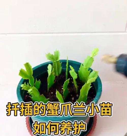 蟹爪兰扦插成活率的判断方法（探索蟹爪兰扦插成功的秘诀）