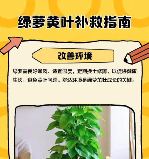 绿萝黄叶怎么办？黄叶绿萝的护理技巧大揭秘（绿萝黄叶出现原因及解决方法，让你的绿萝重新焕发生机）