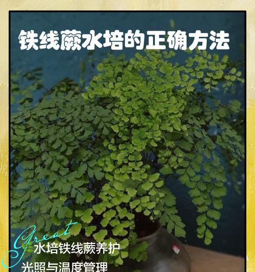 夏天如何养护盆栽铁树（打造绿意盎然的夏日小天地）